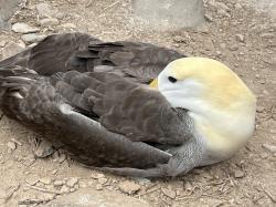 napping albatross